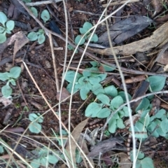 Diplodium sp. (A Greenhood) at Mount Majura - 3 May 2017 by MattM