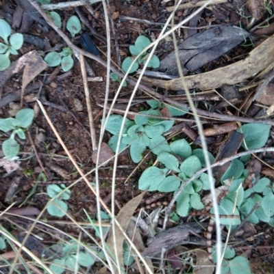 Diplodium sp. (A Greenhood) at Mount Majura - 3 May 2017 by MattM