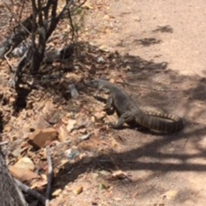 Varanus rosenbergi at Kenny, ACT - 24 Dec 2015