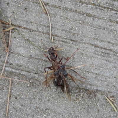 Myrmecia sp. (genus) (Bull ant or Jack Jumper) at Red Hill Nature Reserve - 15 Mar 2017 by Qwerty