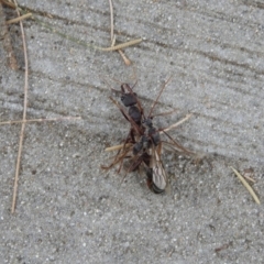 Myrmecia sp. (genus) at Red Hill, ACT - 16 Mar 2017