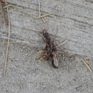 Myrmecia pyriformis at Red Hill, ACT - 16 Mar 2017 12:00 AM