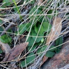 Pterostylis pedunculata (Maroonhood) at Mount Majura - 4 May 2017 by MattM