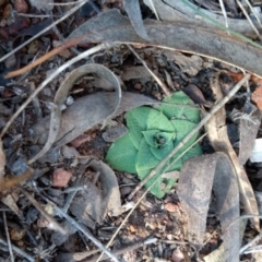 Oligochaetochilus hamatus (Southern Hooked Rustyhood) at Canberra Central, ACT - 4 May 2017 by MattM