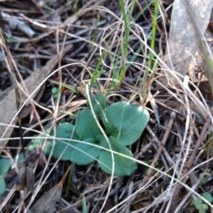 Diplodium sp. at Hackett, ACT - 4 May 2017