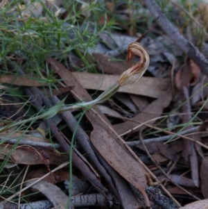 Diplodium sp. at Hackett, ACT - suppressed