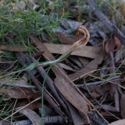 Diplodium sp. (A Greenhood) at Hackett, ACT - 4 May 2017 by MattM