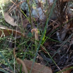 Diplodium sp. at Hackett, ACT - suppressed