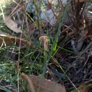 Diplodium sp. at Hackett, ACT - suppressed