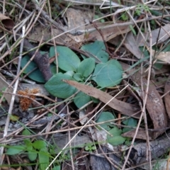 Diplodium sp. at Hackett, ACT - suppressed