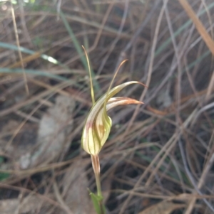 Diplodium ampliatum at Hackett, ACT - 4 May 2017