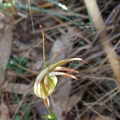 Diplodium ampliatum at Hackett, ACT - suppressed