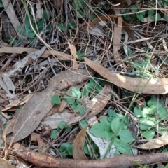 Diplodium ampliatum at Hackett, ACT - 4 May 2017