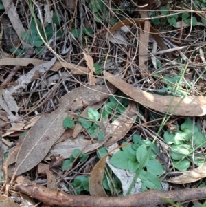 Diplodium ampliatum at Hackett, ACT - suppressed