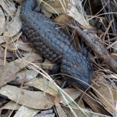 Tiliqua rugosa (Shingleback Lizard) at Mount Majura - 4 May 2017 by MattM