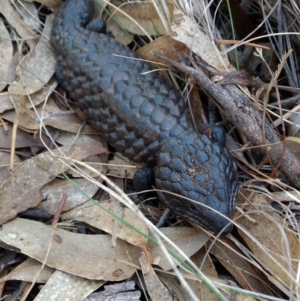 Tiliqua rugosa at Hackett, ACT - 4 May 2017