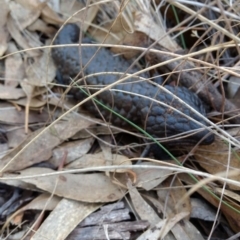 Tiliqua rugosa at Hackett, ACT - 4 May 2017 11:28 AM