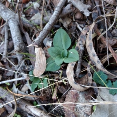 Diplodium sp. (A Greenhood) at Mount Majura - 4 May 2017 by MattM