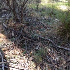 Diplodium sp. at Hackett, ACT - suppressed