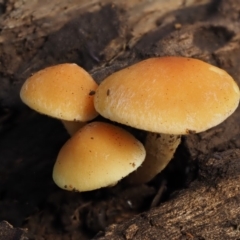 Gymnopilus sp. (Gymnopilus) at Cotter River, ACT - 20 Apr 2017 by KenT