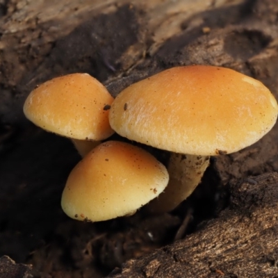 Gymnopilus sp. (Gymnopilus) at Cotter River, ACT - 19 Apr 2017 by KenT