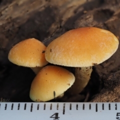 Gymnopilus sp. at Cotter River, ACT - 20 Apr 2017 09:10 AM