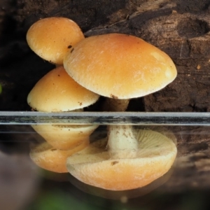 Gymnopilus sp. at Cotter River, ACT - 20 Apr 2017 09:10 AM