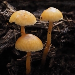 Galerina sp. at Cotter River, ACT - 20 Apr 2017 by KenT