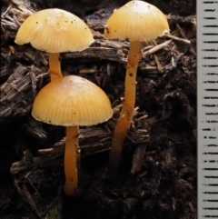 Galerina sp. at Cotter River, ACT - 20 Apr 2017