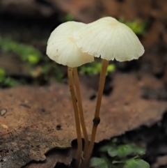 Marasmius at Cotter River, ACT - 20 Apr 2017 by KenT