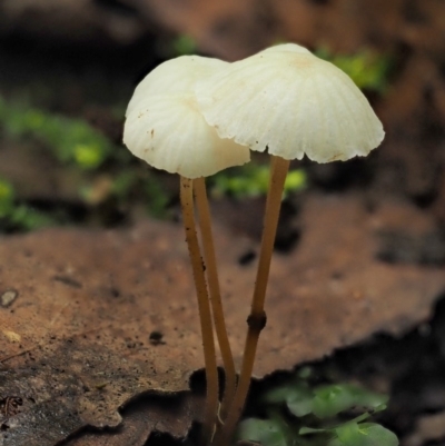 Marasmius at Namadgi National Park - 20 Apr 2017 by KenT