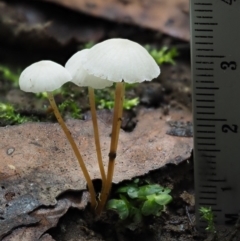 Marasmius at Cotter River, ACT - 20 Apr 2017