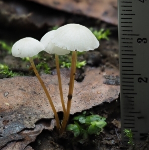 Marasmius at Cotter River, ACT - 20 Apr 2017 12:54 PM