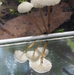 Marasmius at Cotter River, ACT - 20 Apr 2017 12:54 PM