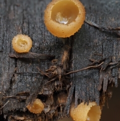 zz – ascomycetes - apothecial (Cup fungus) at Cotter River, ACT - 20 Apr 2017 by KenT