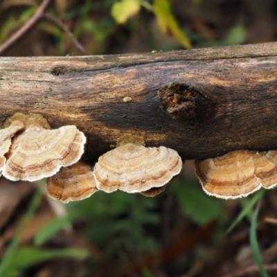 Trametes versicolor (Turkey Tail) at Namadgi National Park - 20 Apr 2017 by KenT