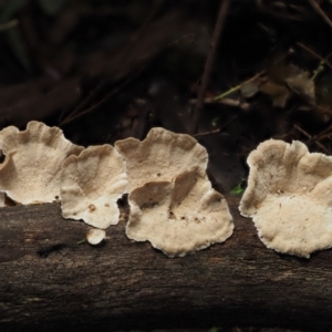 Trametes versicolor at Cotter River, ACT - 20 Apr 2017 11:39 AM