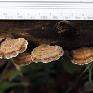 Trametes versicolor at Cotter River, ACT - 20 Apr 2017 11:39 AM