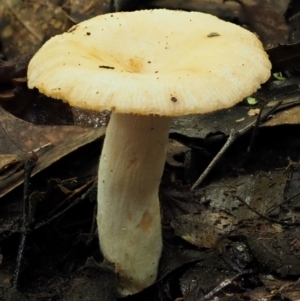 Russula neerimea at Cotter River, ACT - 20 Apr 2017 09:10 AM