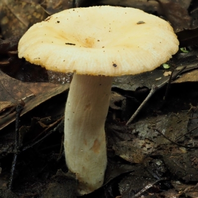 Russula neerimea at Cotter River, ACT - 19 Apr 2017 by KenT