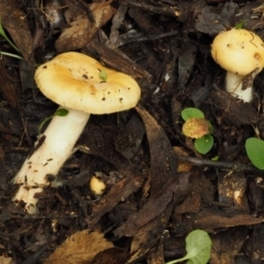 Russula neerimea at Cotter River, ACT - 20 Apr 2017 09:10 AM