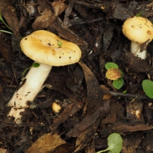 Russula neerimea at Cotter River, ACT - 20 Apr 2017 09:10 AM