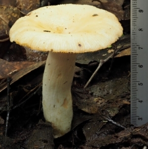 Russula neerimea at Cotter River, ACT - 20 Apr 2017