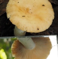 Russula neerimea at Cotter River, ACT - 20 Apr 2017