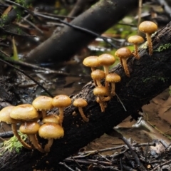 Pholiota squarrosipes at Namadgi National Park - 20 Apr 2017 by KenT