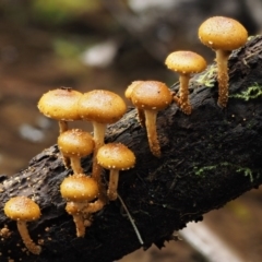 Pholiota squarrosipes at suppressed - suppressed