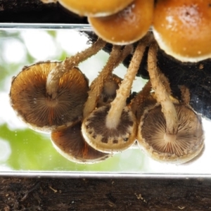 Pholiota squarrosipes at suppressed - 20 Apr 2017