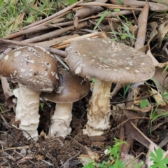 Amanita sp. (Amanita sp.) at Cotter River, ACT - 20 Apr 2017 by KenT
