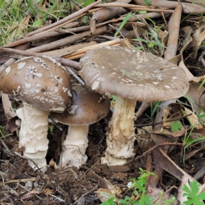 Amanita sp. (Amanita sp.) at Cotter River, ACT - 20 Apr 2017 by KenT