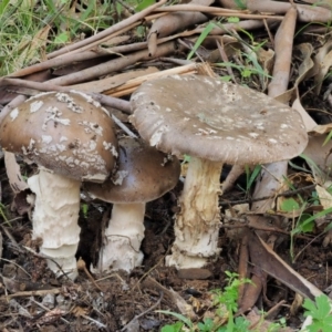 Amanita sp. at Cotter River, ACT - 20 Apr 2017 09:13 AM